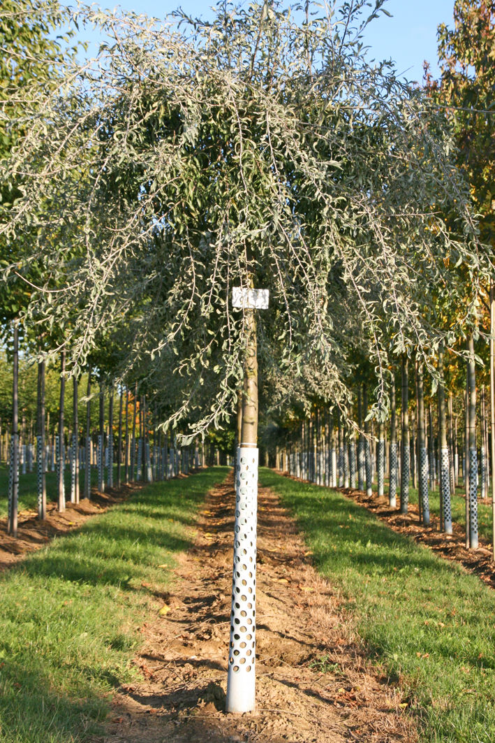 Hängende Wildbirne online kaufen Garten von Ehren Garten von Ehren