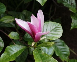 Purpurmagnolie Ricki • Magnolia liliiflora Rubra