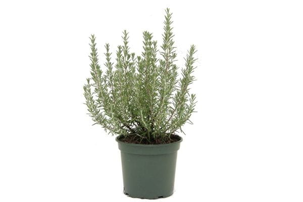Garten-Rosmarin Arp • Rosmarinus officinalis Arp