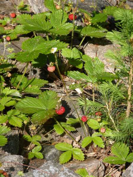 Wald-Erdbeere • Fragaria vesca