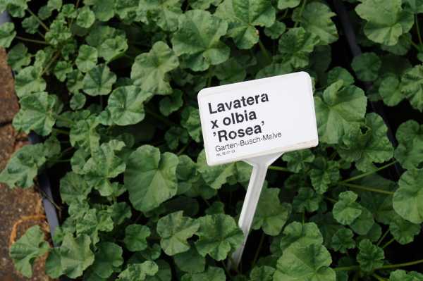 Garten-Busch-Malve Rosea • Lavatera x olbia Rosea