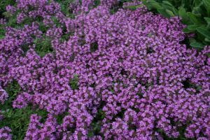 Garten-Thymian Bressingham Seedling • Thymus doerfleri Bressingham Seedling