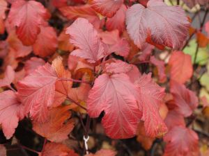 Teufelsstrauch oder Rote Fasanenspiere • Physocarpus opulifolius Diabolo