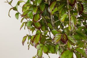 Eisenholzbaum Persian Spire • Parrotia persica Persian Spire