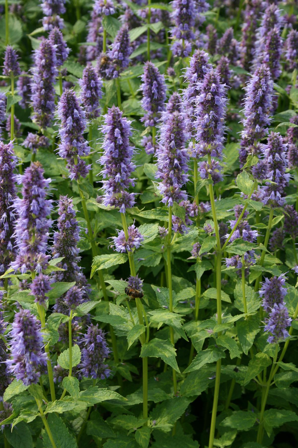 Garten Duftnessel Blue Fortune kaufen Garten von Ehren Qualität seit