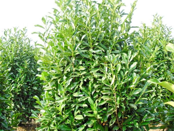 Kirschlorbeer Reynvaanii • Prunus laurocerasus Reynvaanii