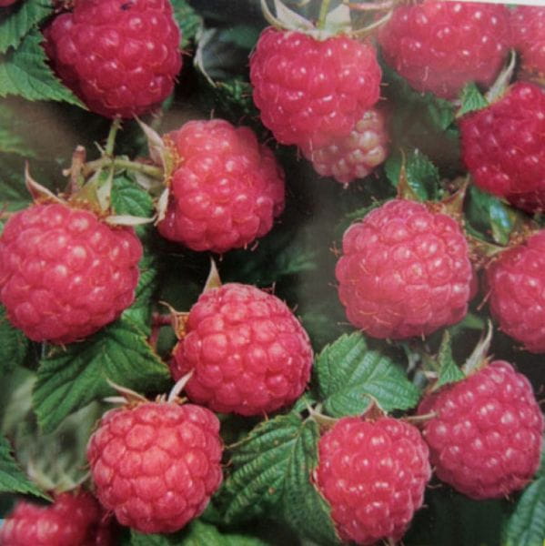 Himbeere Rubaca® • Rubus idaeus Rubaca