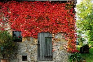 Selbstklimmer Wein Veitchii • Parthenocissus tricuspidata Veitchii Containerware 60-100 cm hoch,