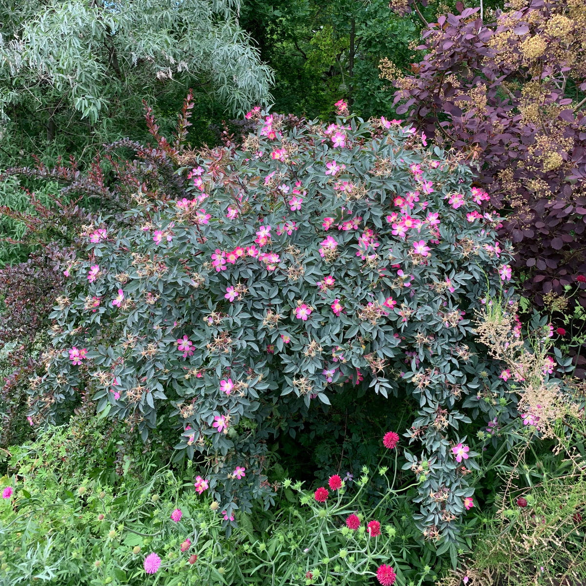 Blaue Hechtrose (Rosa glauca) kaufen Garten von Ehren Garten von Ehren
