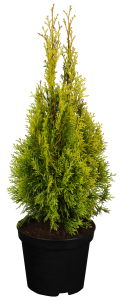 Lebensbaum Golden Smaragd • Thuja occidentalis Golden Smaragd