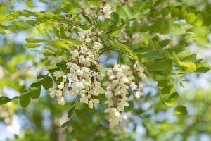 Scheinakazie Nyirsegi • Robinia pseudoacacia Nyirsegi