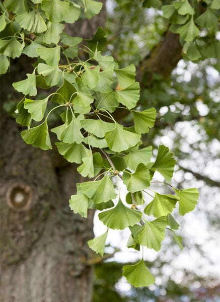 Fächerblattbaum • Ginkgo biloba