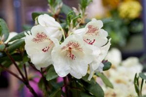 Rhododendron Viscy • Rhododendron Hybride Viscy