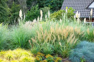 Pflanzen online kaufen Ihr Pflanzenversand Garten von Ehren