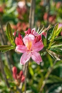 Rhododendron Juniduft • Rhododendron viscosum Juniduft