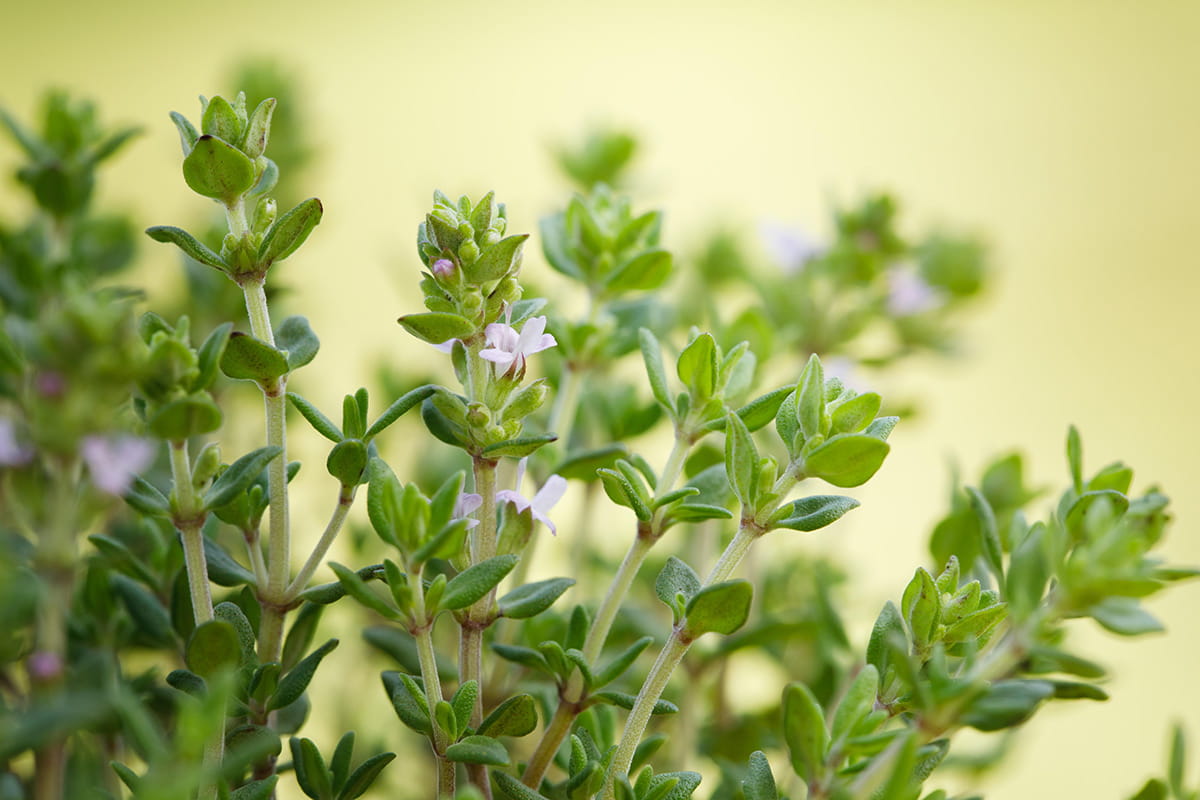 Thymian Pflanzen, Pflegen, Ernten Garten von Ehren