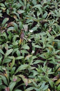 Garten-Margerite Gruppenstolz • Leucanthemum x superb. Gruppenstolz