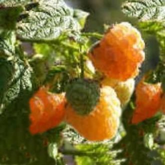 Himbeere Fallgold • Rubus idaeus Fallgold
