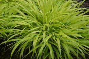 Garten-Ziergras All Gold • Hakonechloa macra All Gold Containerware