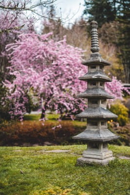 Japanische Garten & Heimwerken Garten Pflanzen Wasserpflanzen 6x Iris \'Kaempferi\' 