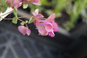 Rundblättriger Garten-Dost Kent Beauty • Origanum rotundifolium Kent Beauty