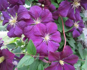 Waldrebe Etoile Violett • Clematis viticella Etoile Violett