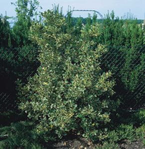 Ilex / Stechpalme Argentea Marginata • Ilex aquifolium Argentea Marginata