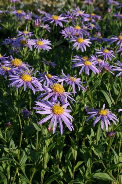 Garten Sommer Aster • Aster amellus Dr Otto Petscheck
