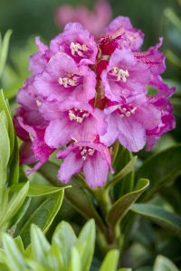 Rhododendron ferrugineum • Rhododendron ferrugineum