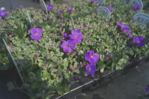 Garten Blaukissen Kitte • Aubrieta x cult. Kitte