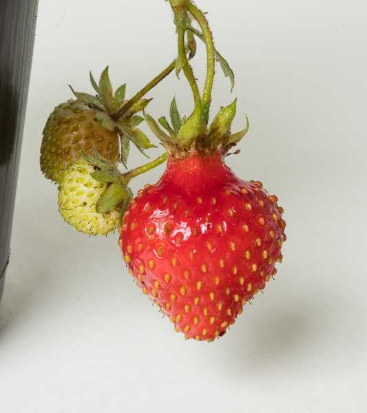 Erdbeere Honeoye • Fragaria Hybride Honeoye