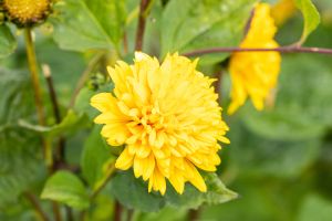 Garten-Stauden-Sonnenblume Soleil dÓr • Helianthus decapetalus Soleil dÓr
