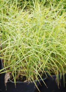 Palmwedel-Segge • Carex muskingumensis