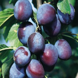 Pflaume Graf Althans Reneklode • Prunus domestica Graf Althans Reneklode