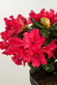 Zwergrhododendron Scarlet Wonder • Rhododendron repens Scarlet Wonder