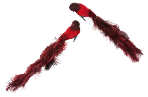 ShiShi Vogel mit Klammer, roter Straußenfeder-Schwanz 2fach sort.