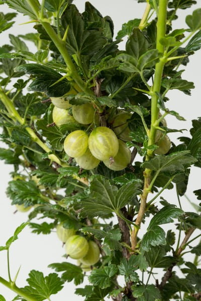 Stachelbeere Hinnonmäki gelb • Ribes uva-crispa Hinnonmäki gelb