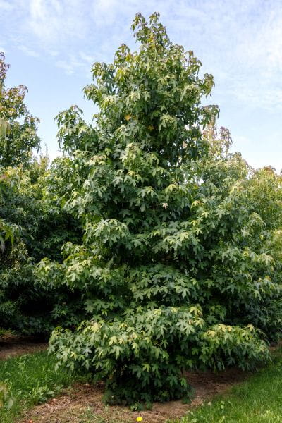 Amerikanischer Amberbaum • Liquidambar styraciflua