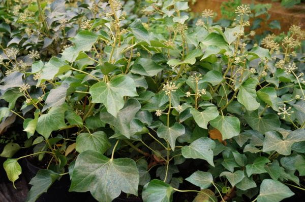 Strauch-Efeu Arborescens • Hedera helix Arborescens