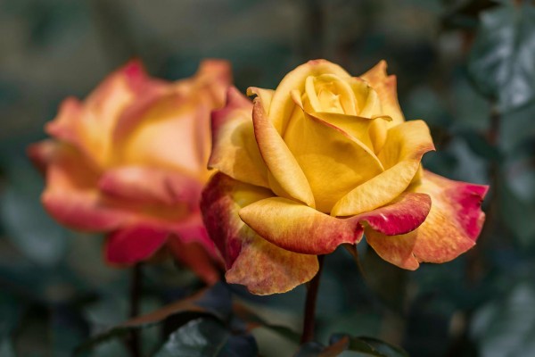 Edelrose Sutters Gold • Rosa Sutters Gold