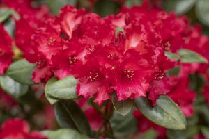 Rhododendron Tromba • Rhododendron williams. Tromba