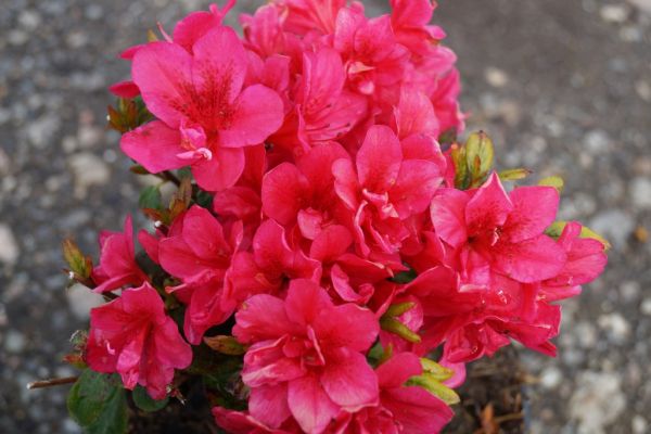 Japanische Azalee Gislinde • Rhododendron obtusum Gislinde