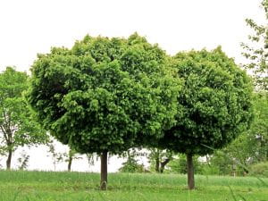 Kugelahorn • Acer platanoides Globosum