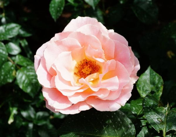 Strauchrose Rokoko • Rosa Rokoko