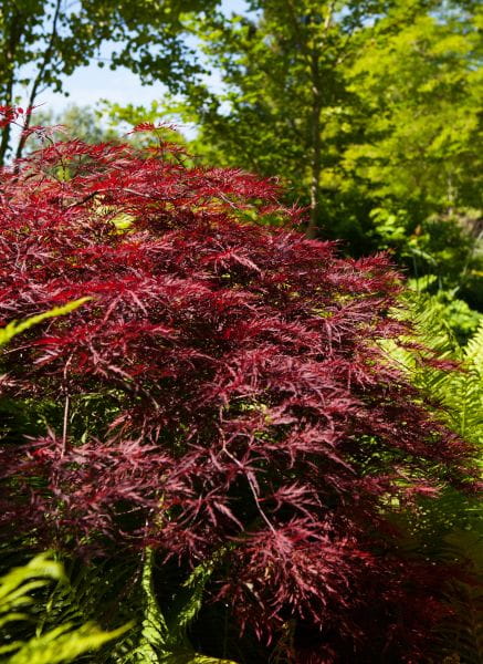 Fächerahorn Red Pygmy • Acer palmatum Red Pygmy