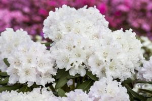 Rhododendron Schneekrone • Rhododendron yakushimanum Schneekrone