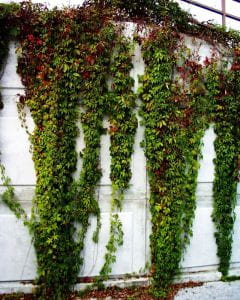 Wilder Wein • Parthenocissus quinquefolia