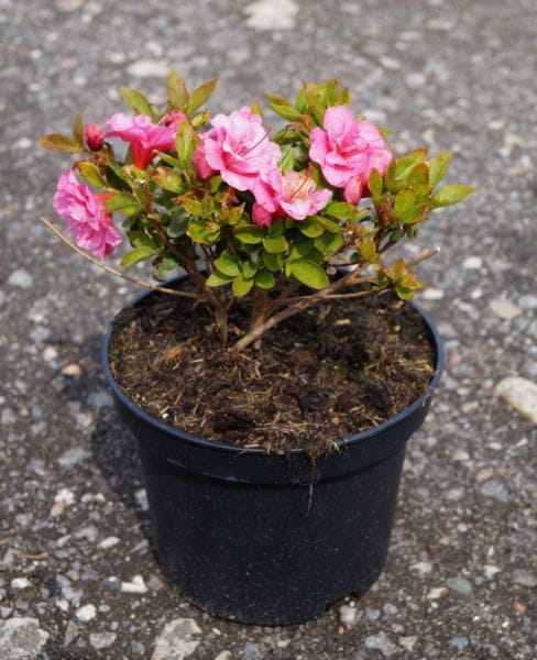 Japanische Azalee Babuschka ® • Rhododendron obtusum Babuschka ®