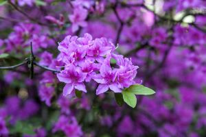 Rhododendron Praecox • Rhododendron Praecox