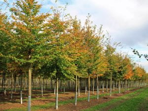 Hainbuche • Carpinus betulus Topfware 30-50 cm hoch,